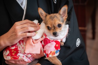 ＊10月：和装1着スタジオ＊愛犬と一緒に♪