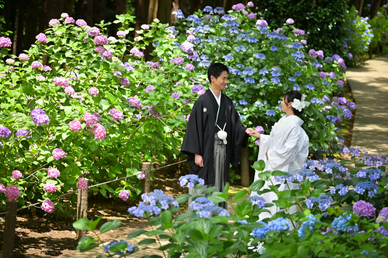 紫陽花に囲まれて