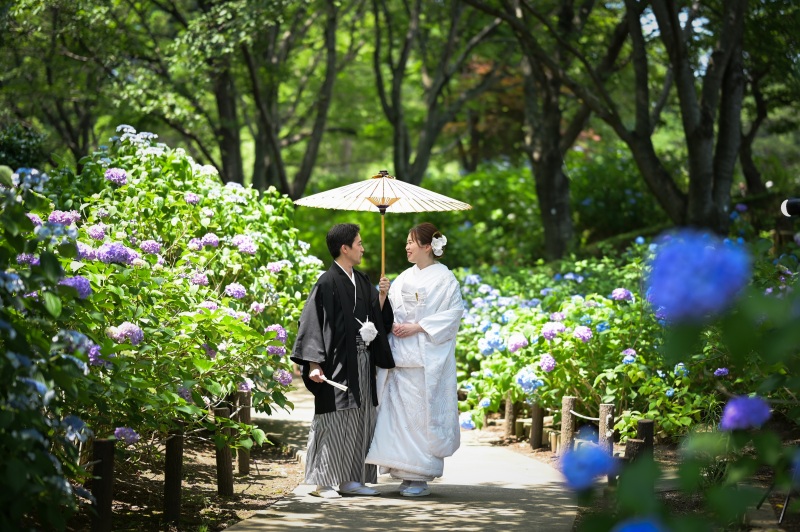 時期限定の紫陽花に囲まれながら