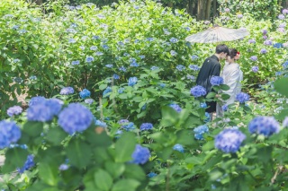 華雅苑[KAGAEN]つくば店_『和装ロケ:紫陽花シーズン〗6月下旬～7月上旬