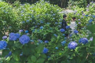 華雅苑[KAGAEN]つくば店_『和装ロケ:紫陽花シーズン〗6月下旬～7月上旬