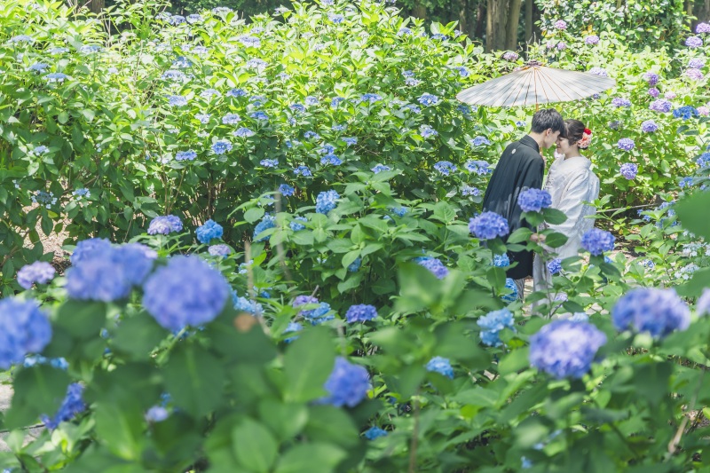 ✿プレミアム・6月撮影✿【紫陽花シーズン：和装1着ロケーション】データ130カット含む・衣裳差額なし　平日限定　