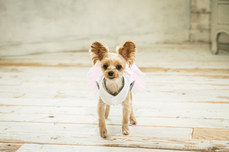 ワンちゃんソロショット♡