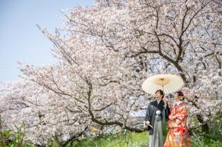 【多摩川】桜ロケーションフォト