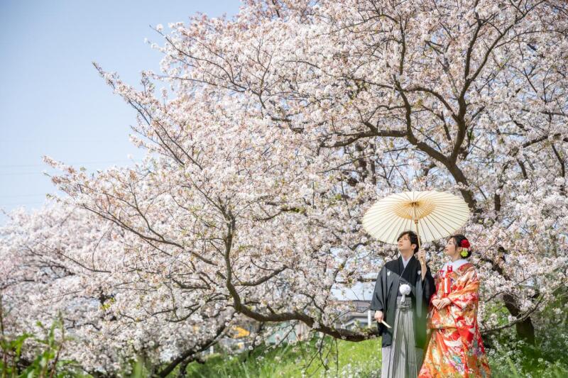 【多摩川】桜ロケーションフォト