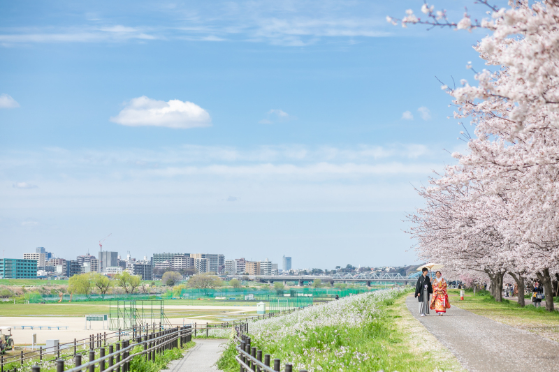 桜満開の多摩川ロケーションフォト＊