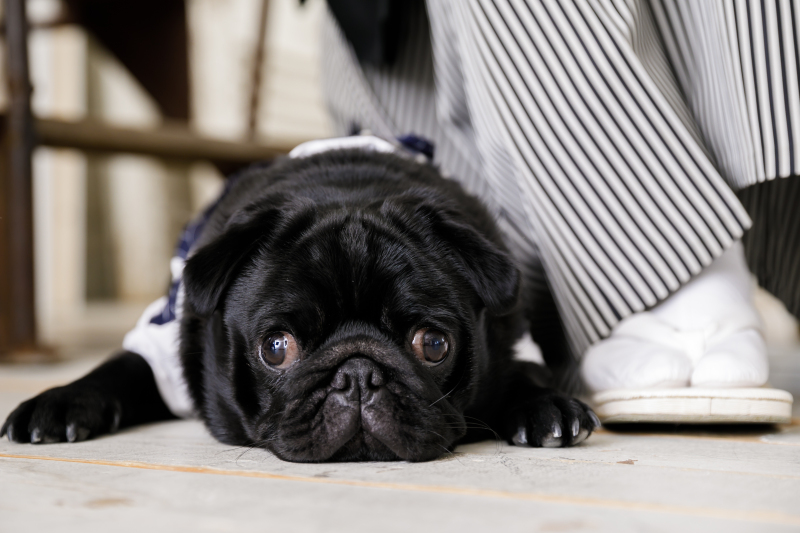 ペットも大切な家族♪