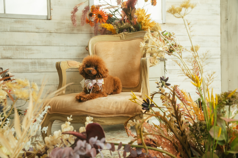 Little Martha 代官山_ペットと一緒に撮影できる