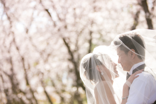 桜ロケ★ベストショット