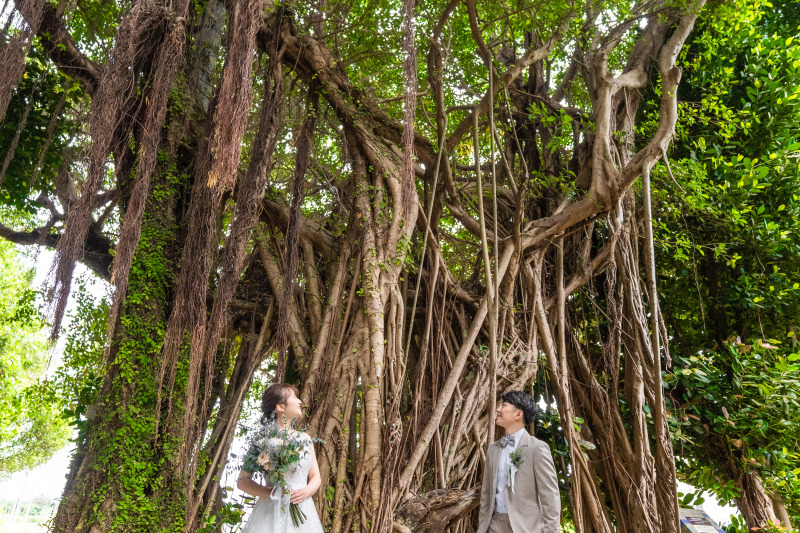 幸せを呼ぶ木「ガジュマル」