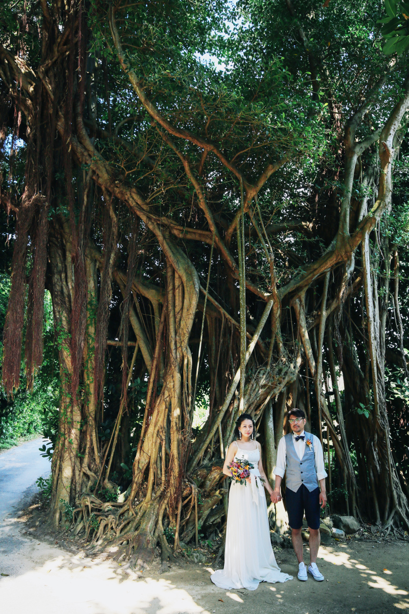 大きなガジュマルの木