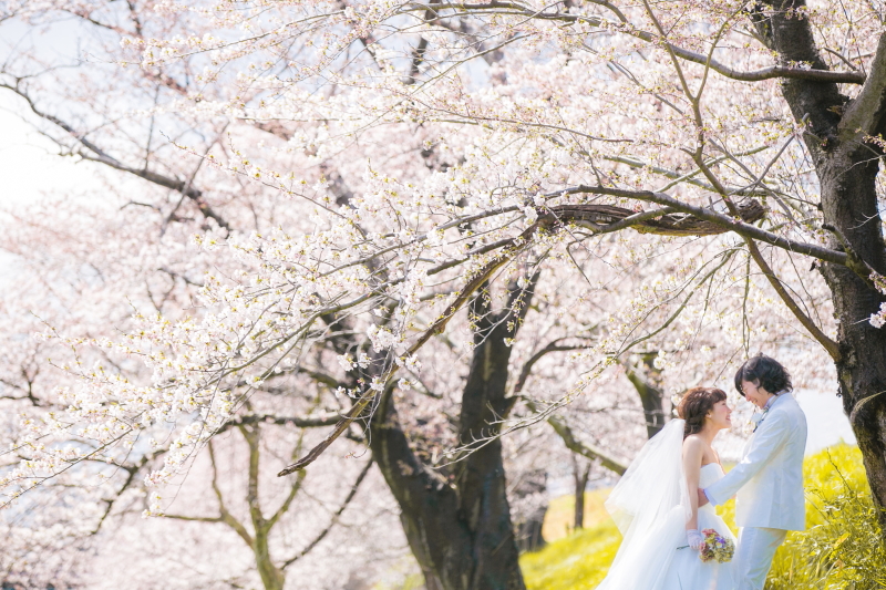 桜ロケーション