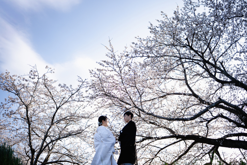 桜の季節