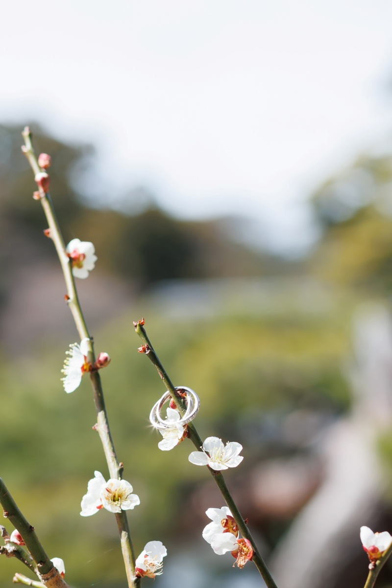梅の花×結婚指輪