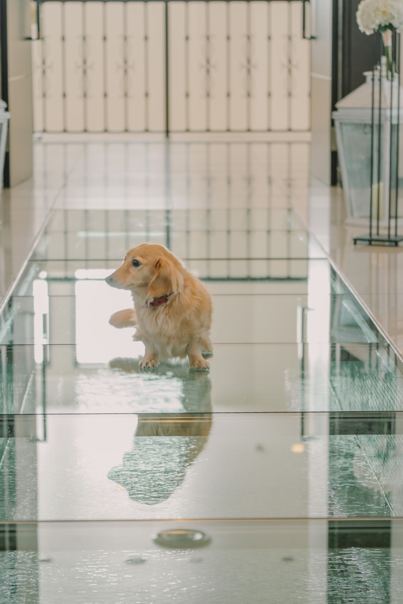 ペットも一緒に♪