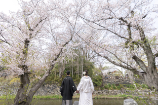 八幡堀での桜ロケーションです