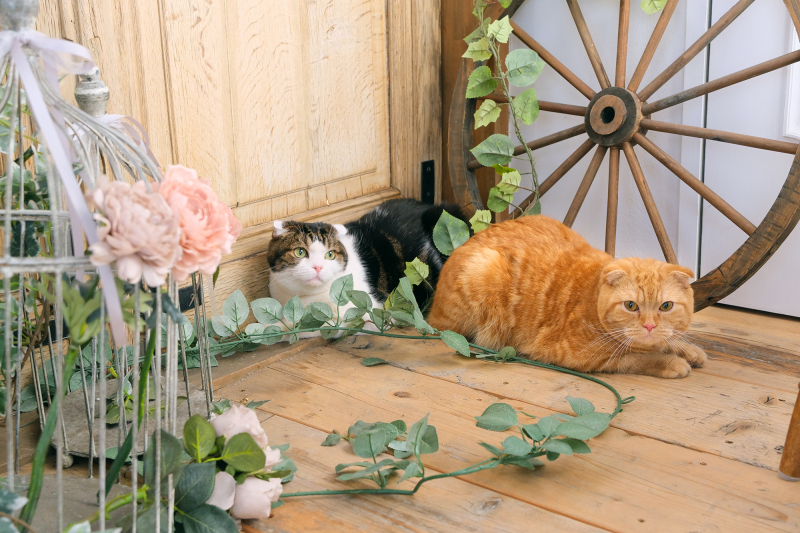 ＊＊絵画のようなねこちゃんたち＊＊