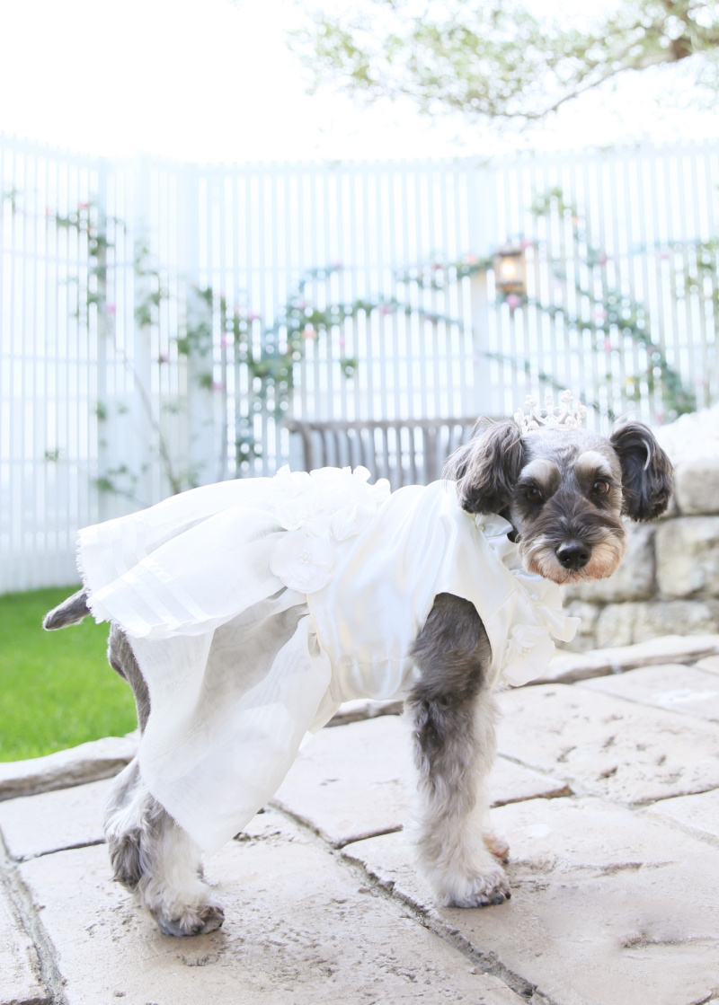 *和洋コース&ペット&Allデータ*