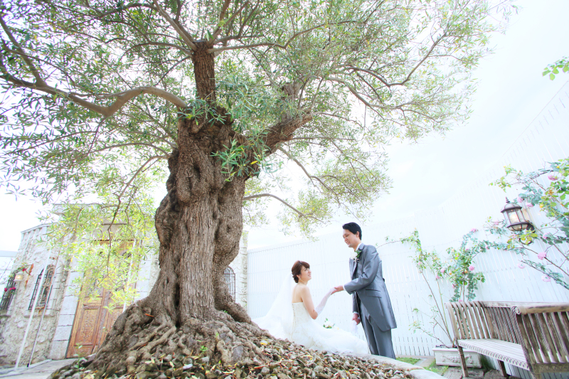 *オリーブの樹の精霊*