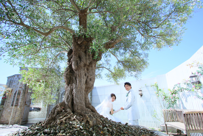 ＊オリーブと晴天と＊