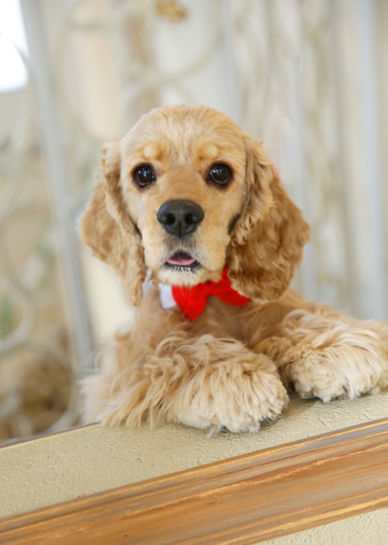 ワンちゃんのソロも撮影いたします。。。♡