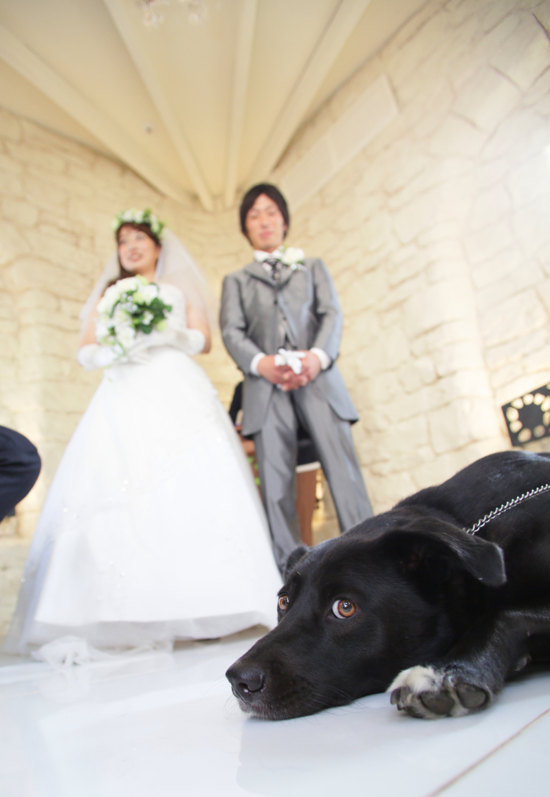 フォトスタジオラヴュー本店_ペットと一緒に撮影できる