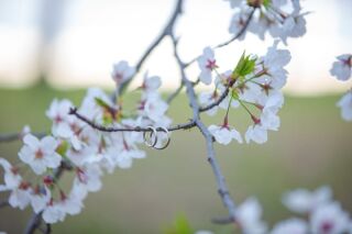 桜ロケーションプラン