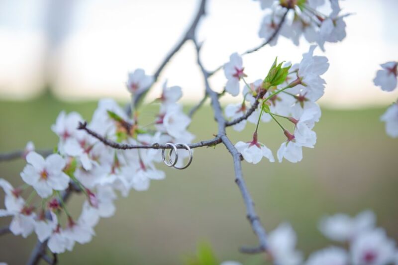 桜ロケーションプラン