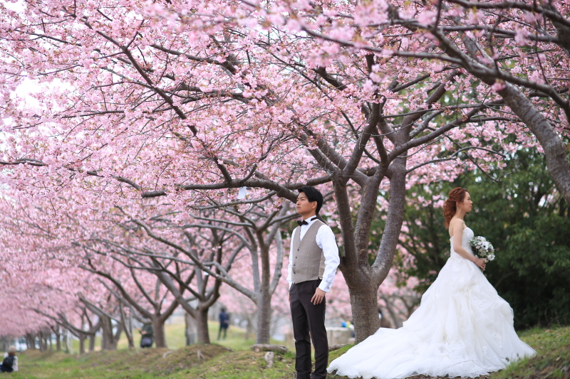 桜ロケーション**