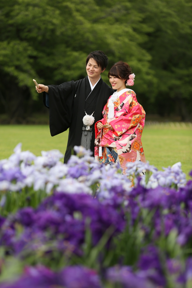 満開のショウブ