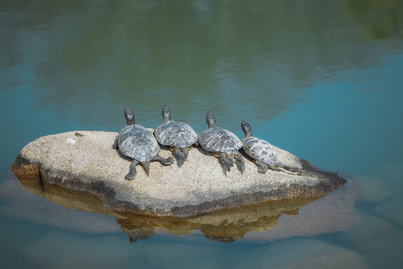 カメも日向ぼっこ