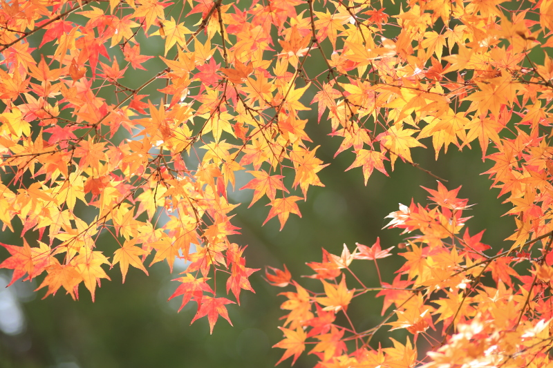 紅葉狩り気分で