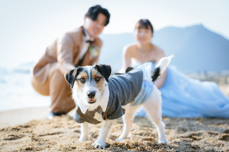 ワンちゃんメインショット