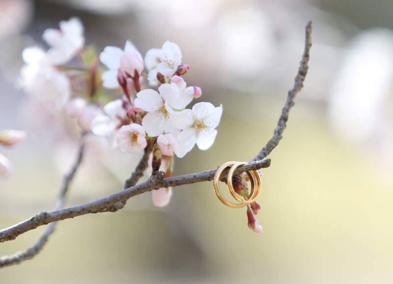 桜の木に輝く二夫婦の絆♡