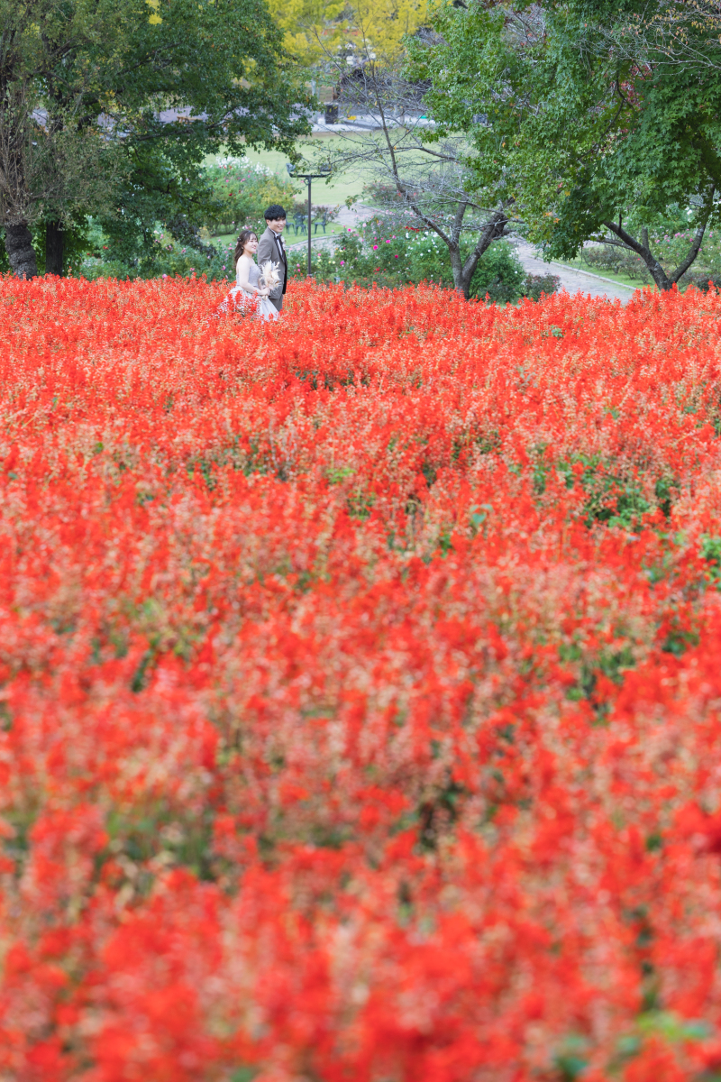 一面に広がる秋の彩り