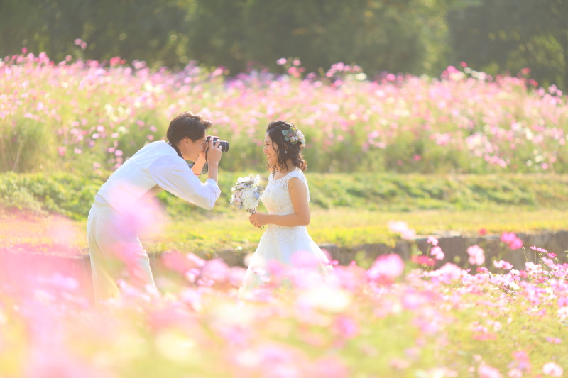 °˖✧コスモス満開°✧˖°