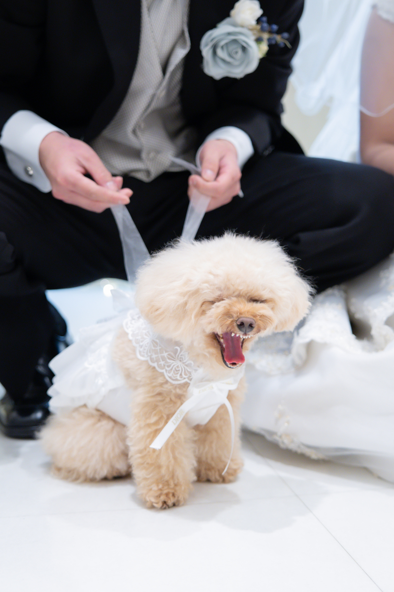 リングドック♡