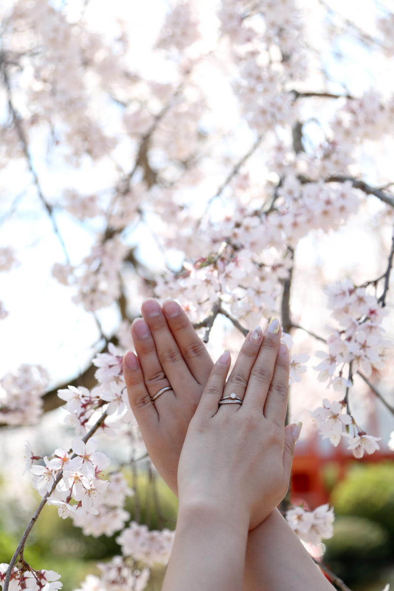 桜と指輪ショット