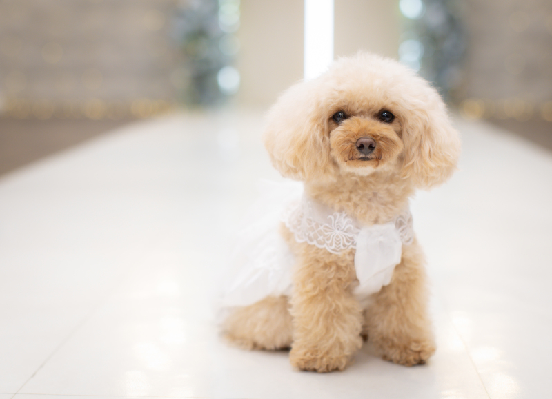 わんちゃんショットも♡