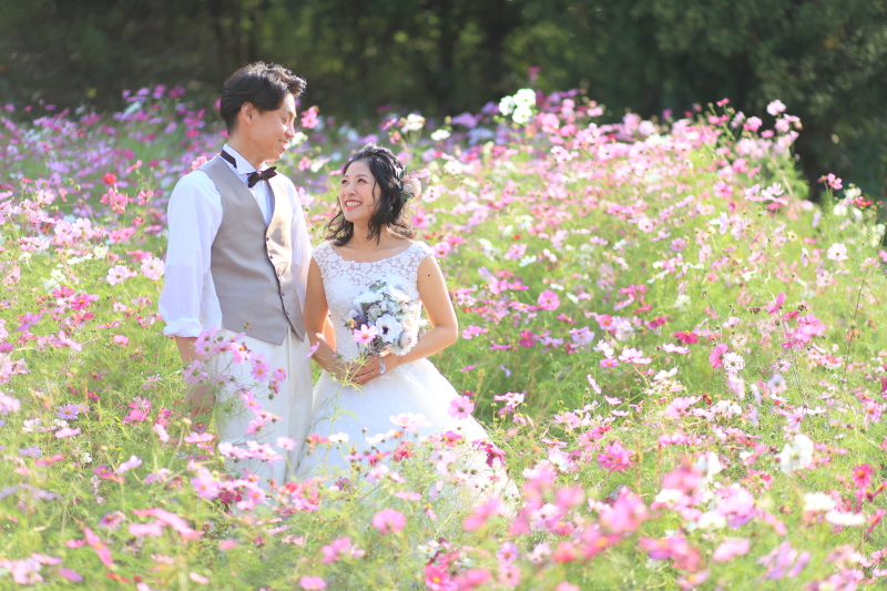 コスモスの中で