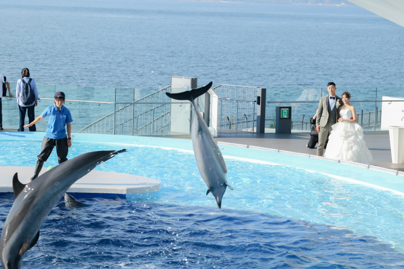 イルカのショー