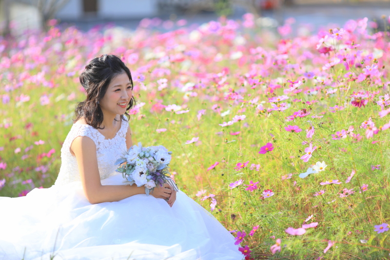 色とりどりのコスモス