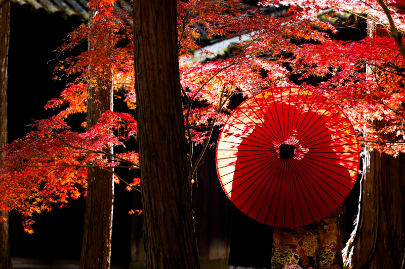 フォトジェニックな1枚