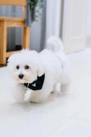 プリエージュokayama by STUDIO View_ペット＆キッズ☆