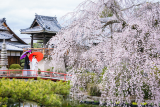 プリエージュokayama by STUDIO View_桜ロケーション