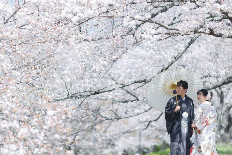 【2026年桜】和装1点 桜 ロケーション〈3/20～4/10撮影〉