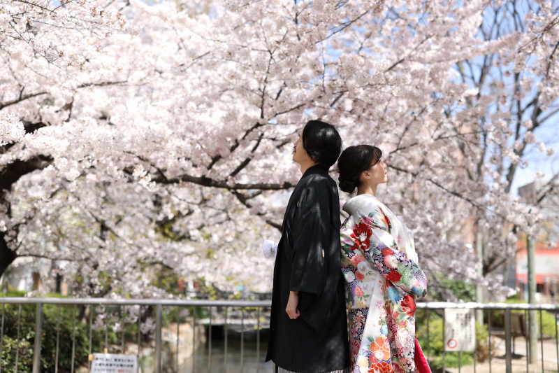 【2026年桜】和装1点 桜 ロケーション〈3/20～4/10撮影〉