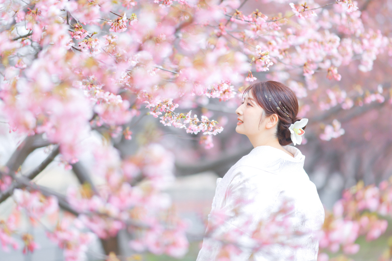 【2026年桜】和装1点 桜 ロケーション〈3/20～4/10撮影〉