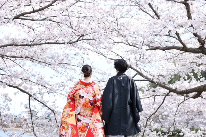 【2026年桜】和装1点 桜 ロケーション〈3/20～4/10撮影〉