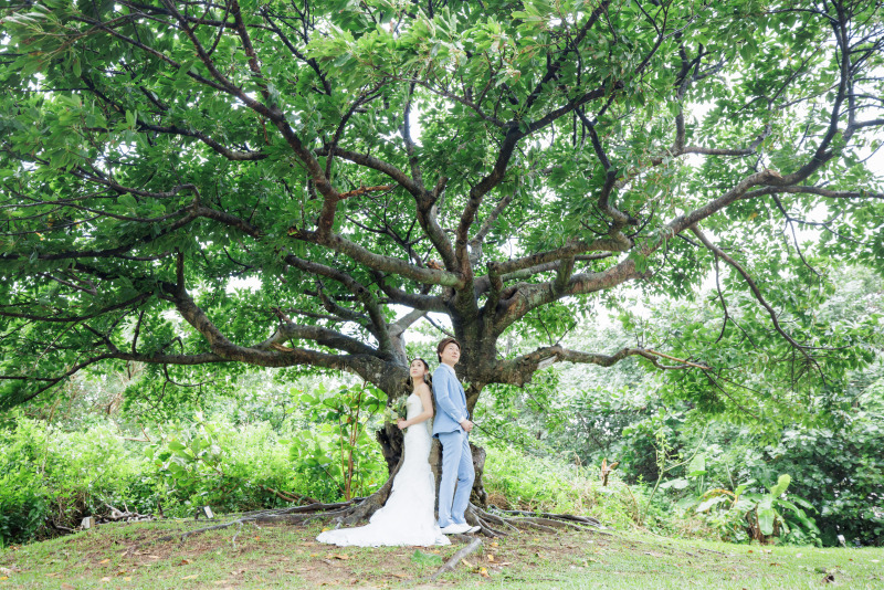 ガジュマルの木の下で